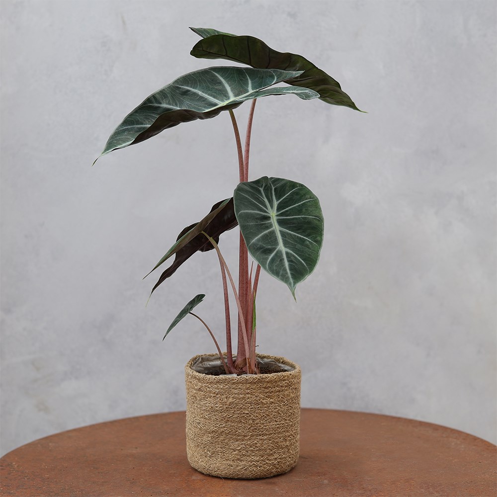 <i>Alocasia</i> 'Pink Dragon'