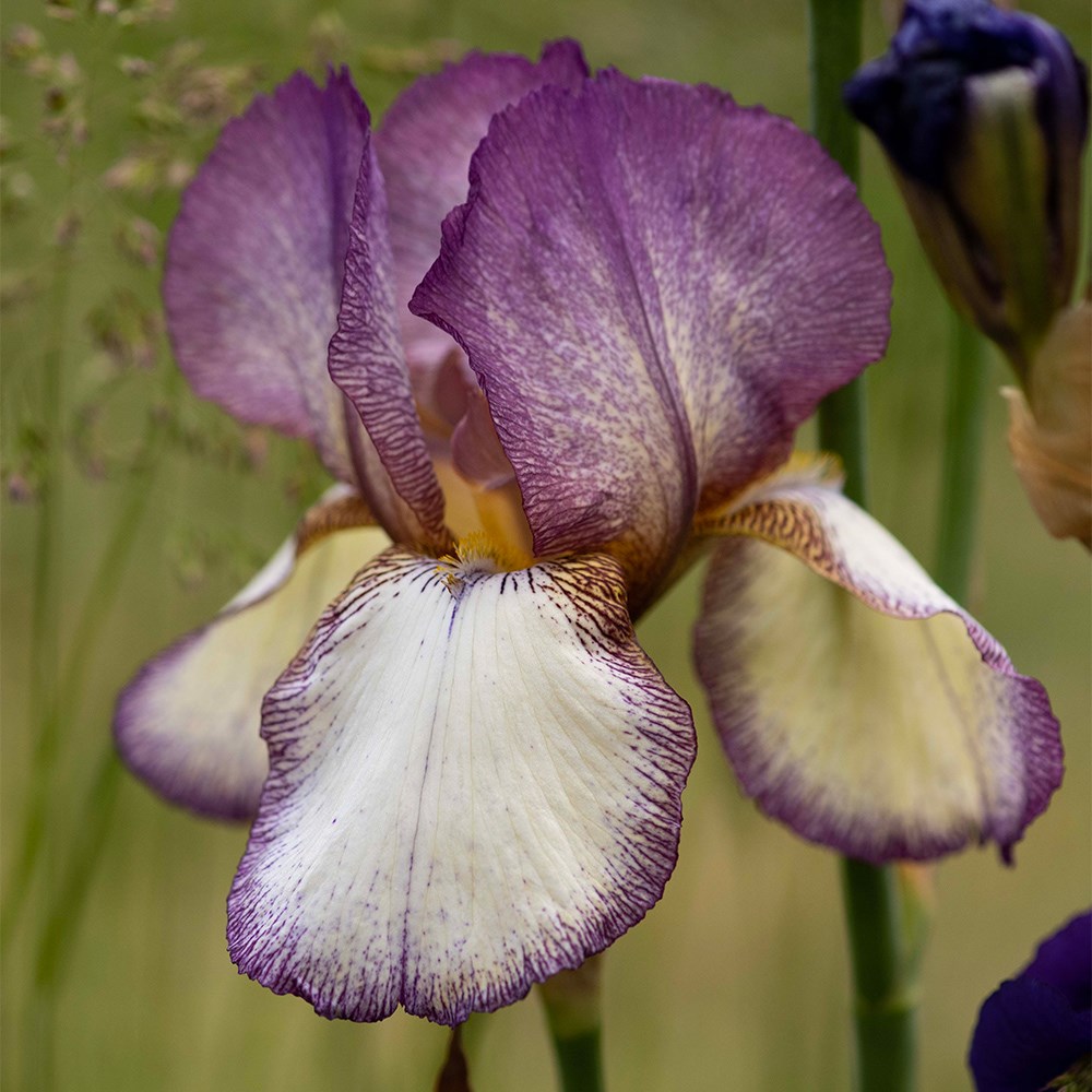 <i>Iris</i> 'Benton Lorna'
