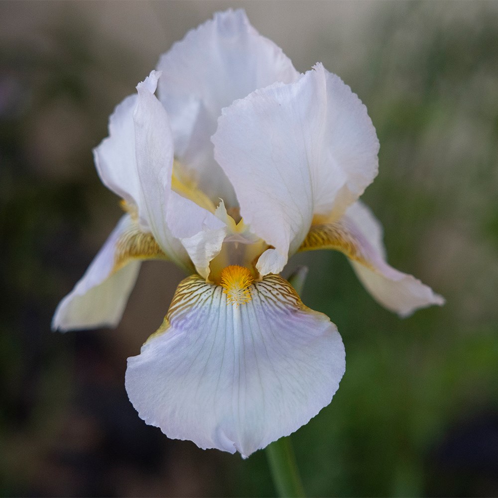 <i>Iris</i> 'Benton Pearl'