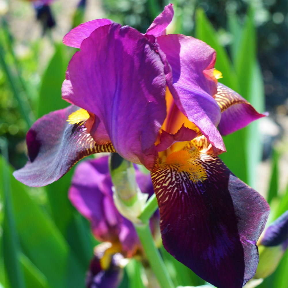 <i>Iris</i> 'Benton Storrington'