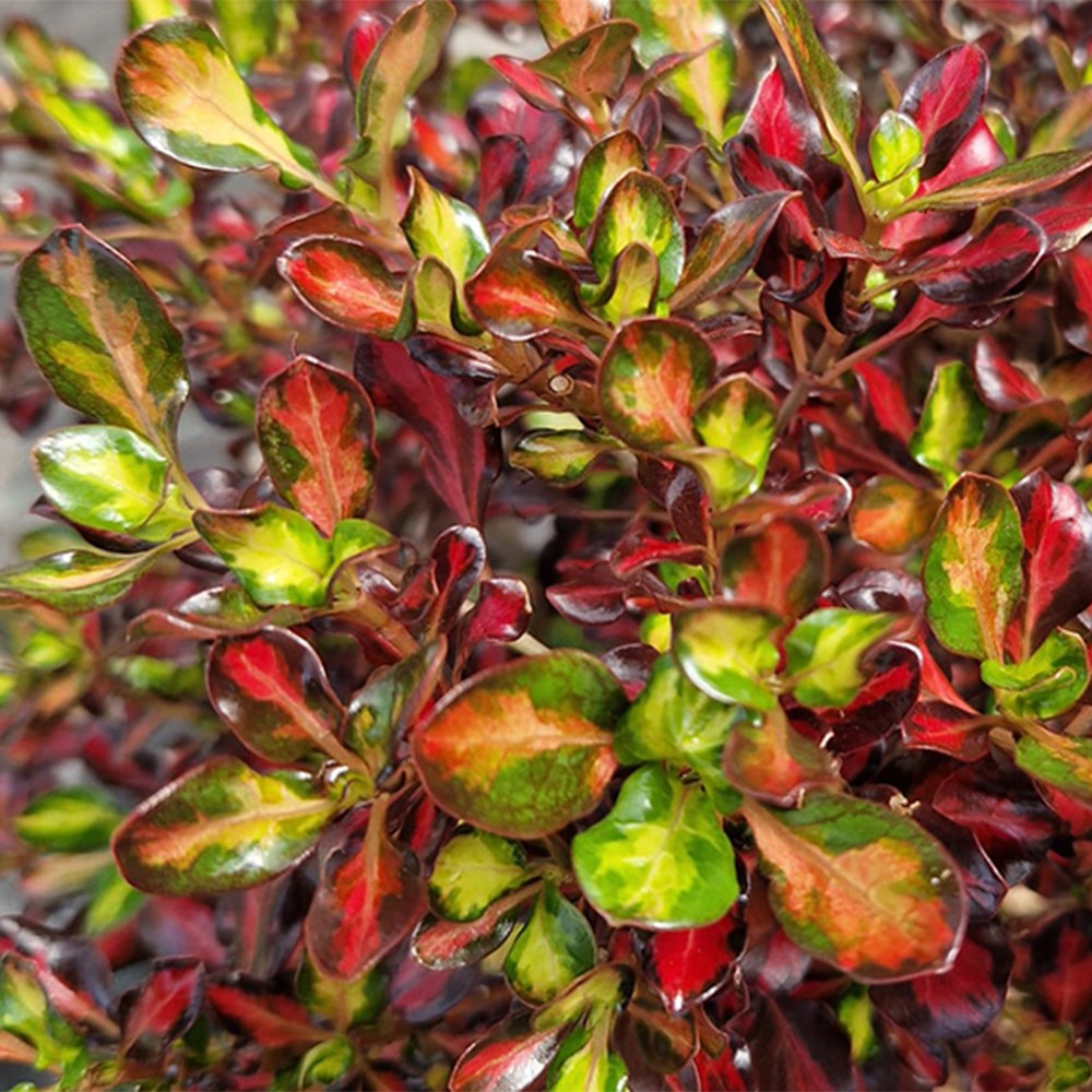 <i>Coprosma</I> <b class=small-caps>Northern Lights</B> ('Copcon') (PBR)