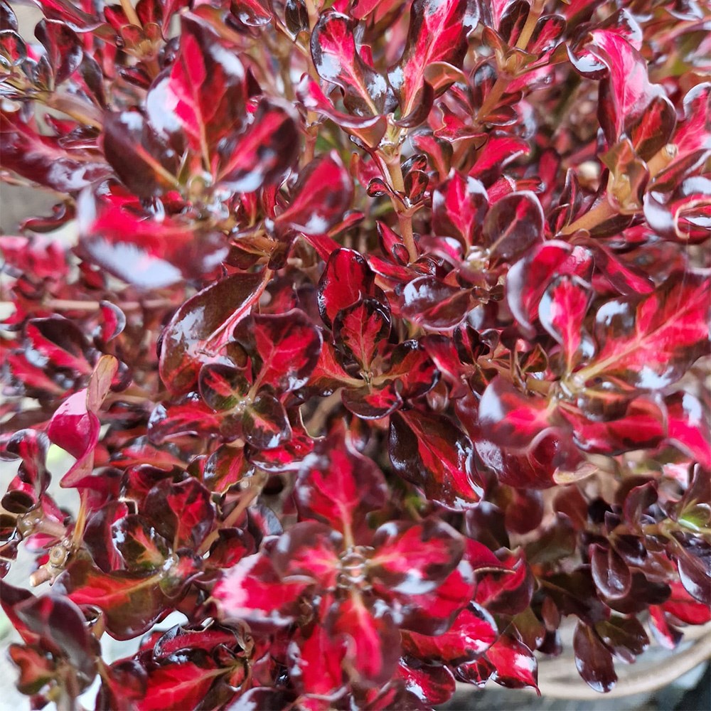 <i>Coprosma</I> <b class=small-caps>Northern Lights</B> ('Copcon') (PBR)