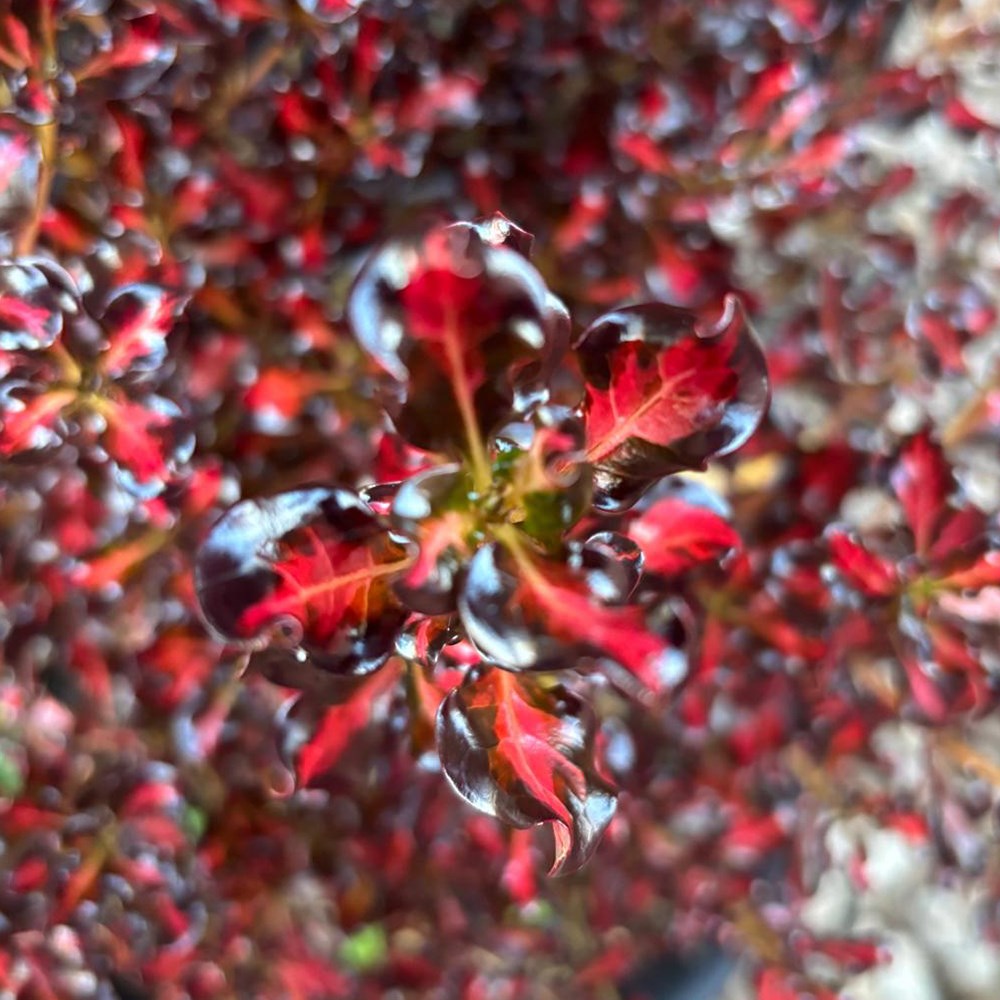 <i>Coprosma</I> <b class=small-caps>Northern Lights</B> ('Copcon') (PBR)
