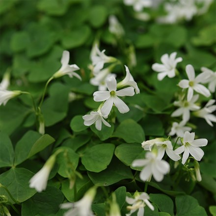 Oxalis triangularis green form