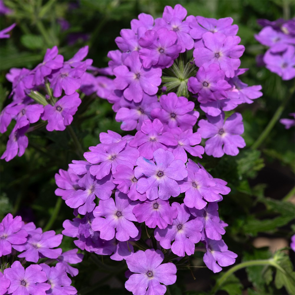 <i>Verbena</i> 'Showboat Grape (Showboat Series)'