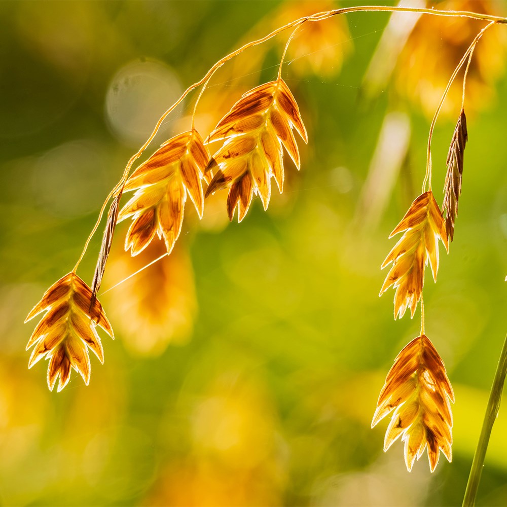 <i>Chasmanthium latifolium</i> 
