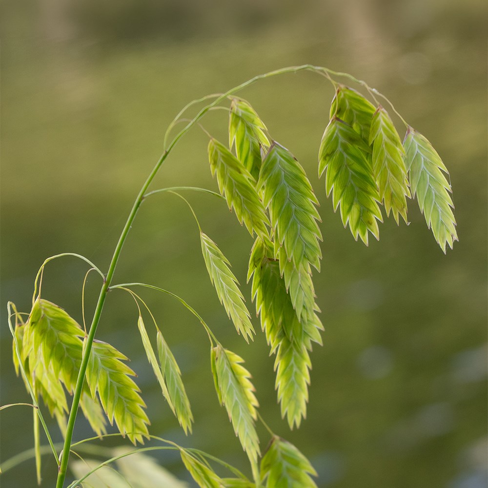 <i>Chasmanthium latifolium</i> 
