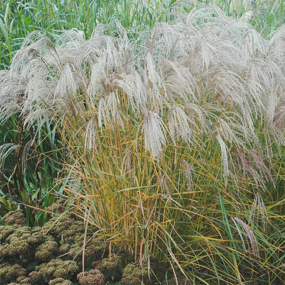 <i>Miscanthus sinensis</i> 'Flamingo'