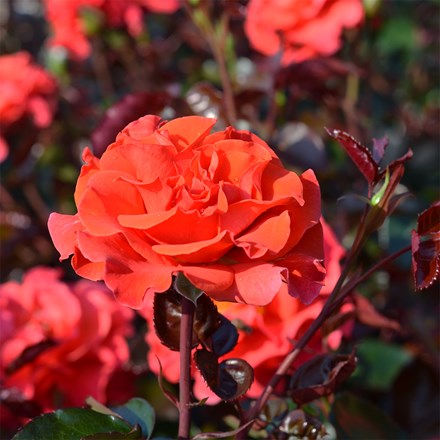Rosa Precious Day