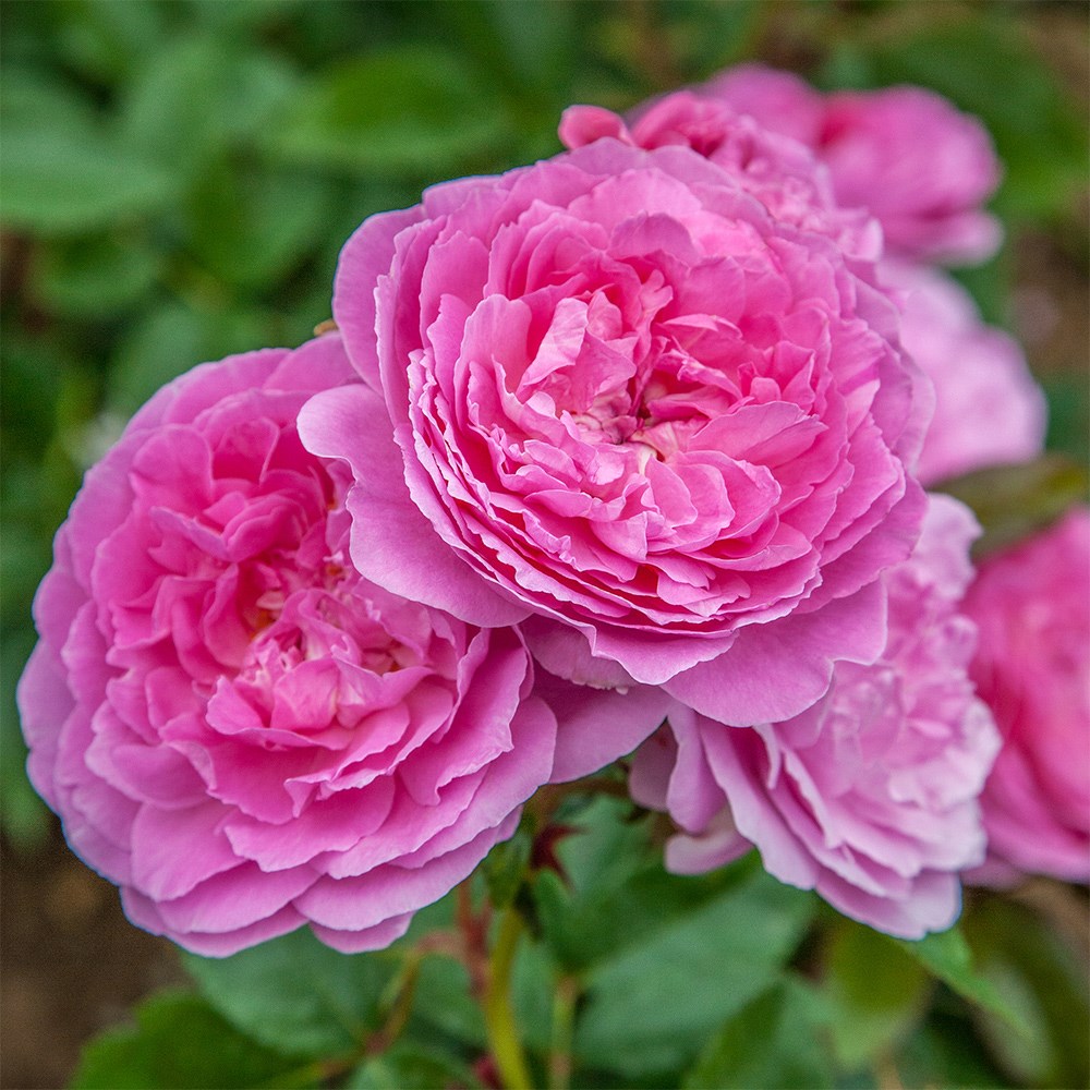 <i>Rosa</i> <b class=small-caps>Orchid Romantica</b> ('Radprov')
