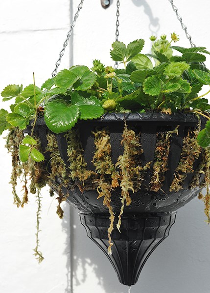 Pair of self-watering hanging baskets