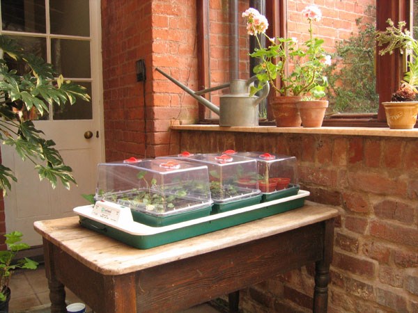 Electric propagator