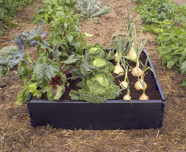 Raised bed