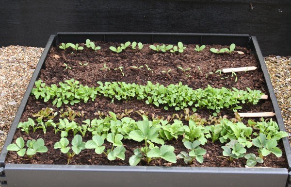 Raised bed