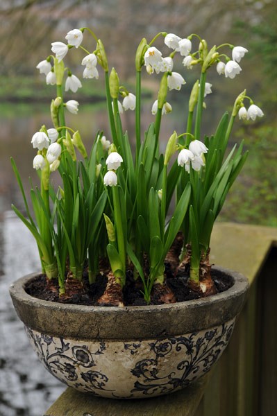 Aged ceramic hanging basket