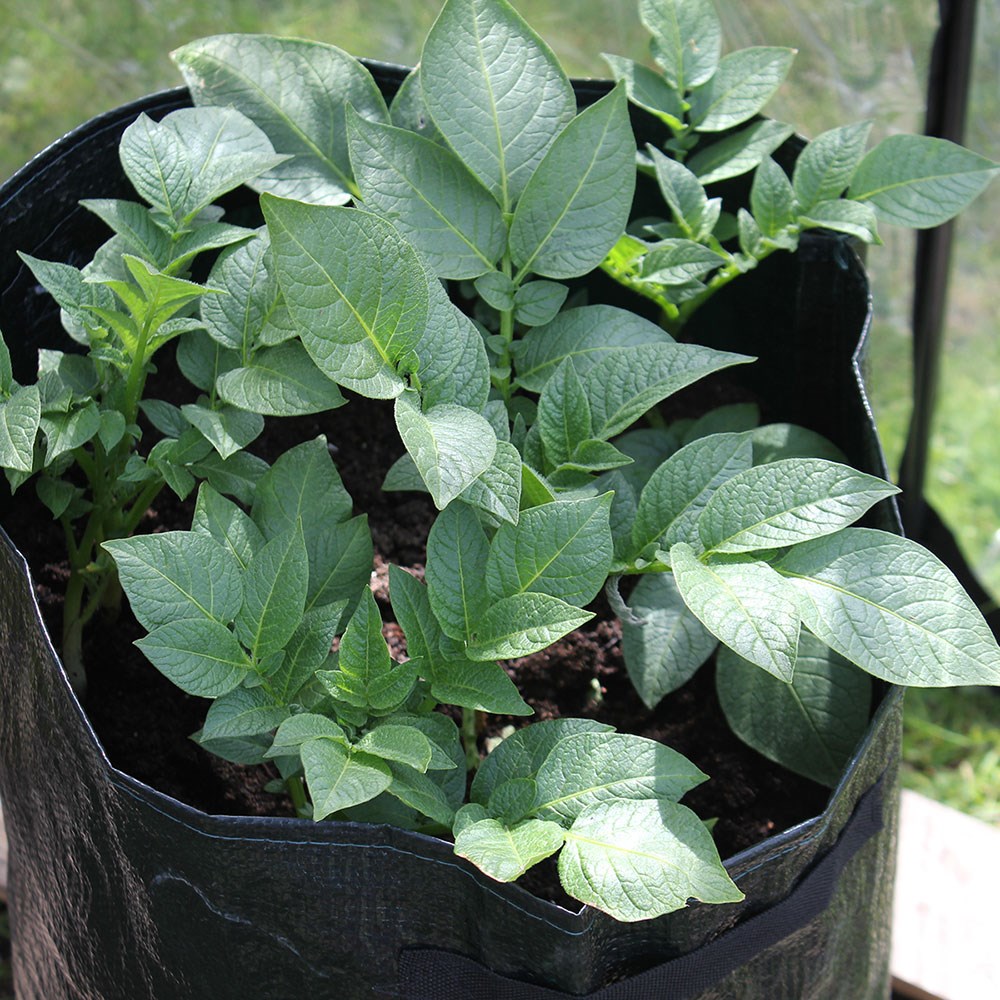 Potato planter bags - set of 3
