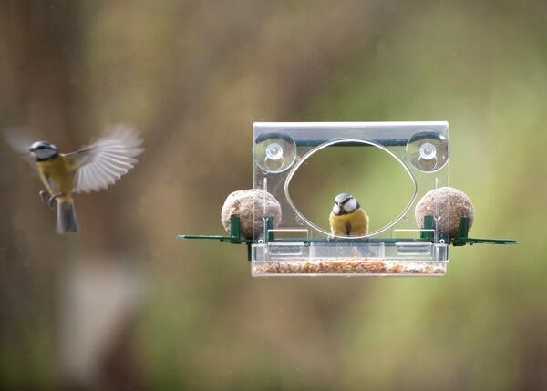 Complete window feeder for birds