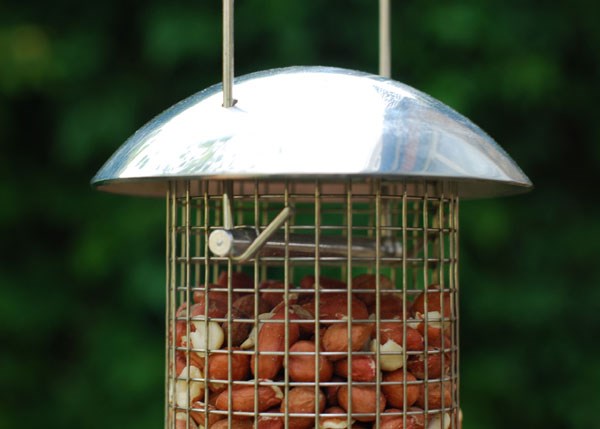 Heavy duty nut feeder