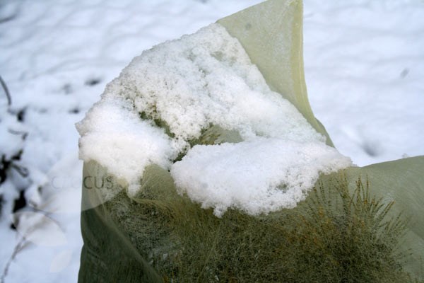 Winter fleece plant covers