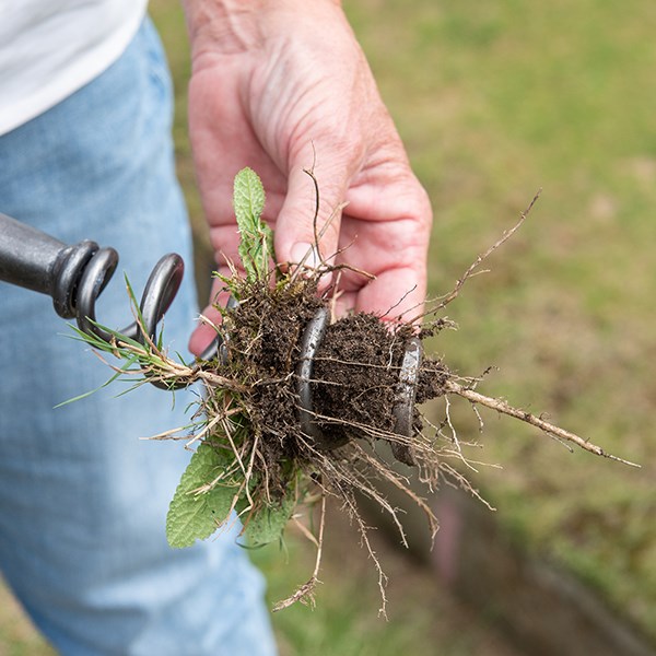DeWit hand corkscrew weeder