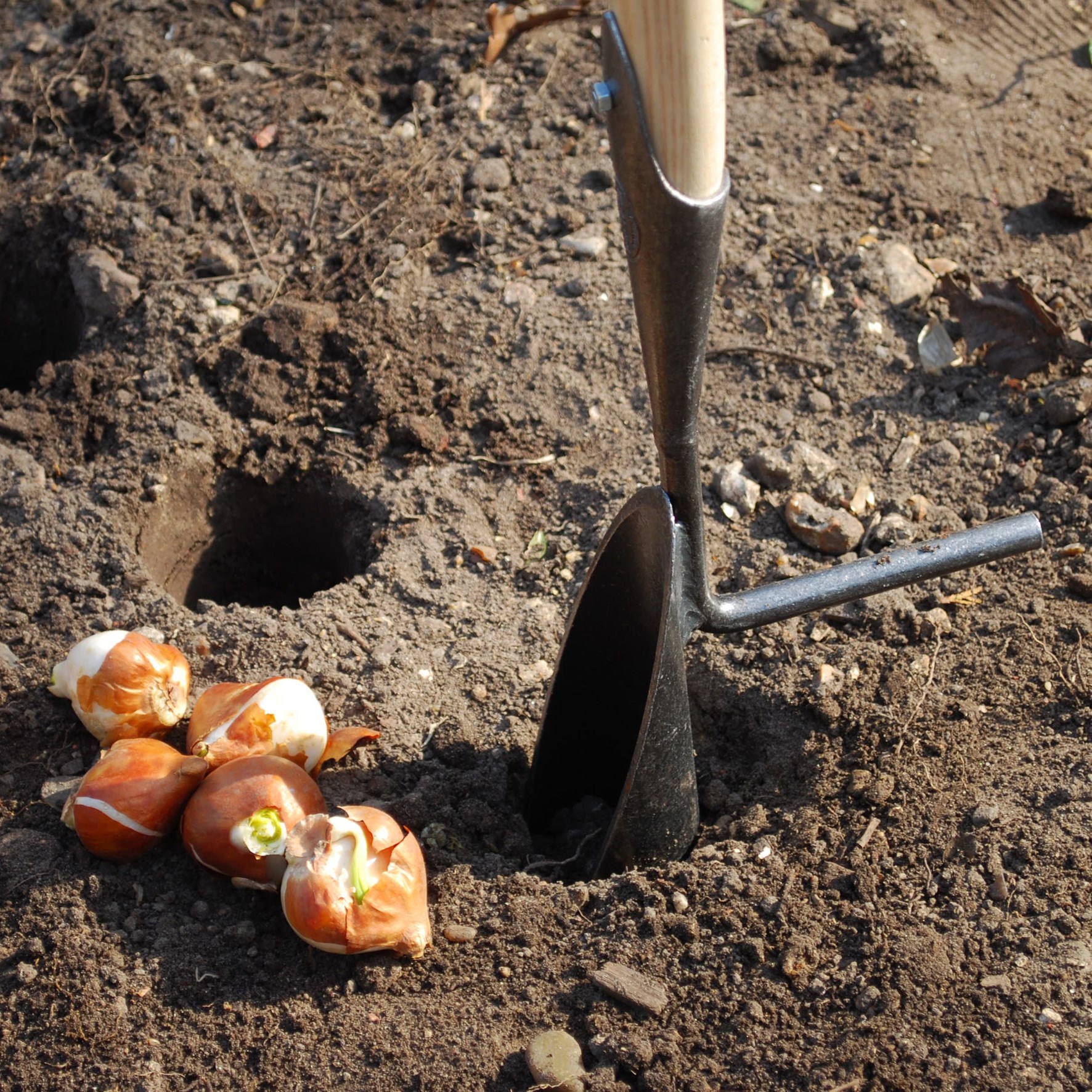 DeWit tulip and daffodil bulb planter