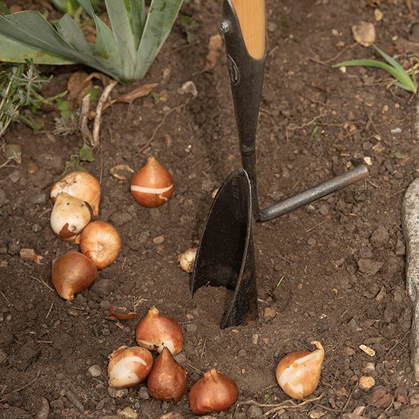 DeWit tulip and daffodil bulb planter
