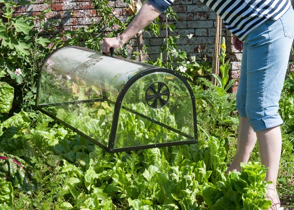 Kitchen garden cloche