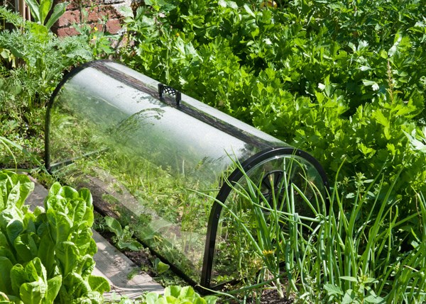 Kitchen garden cloche