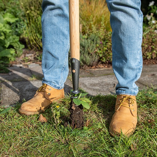 DeWit corkscrew weeder long T handle