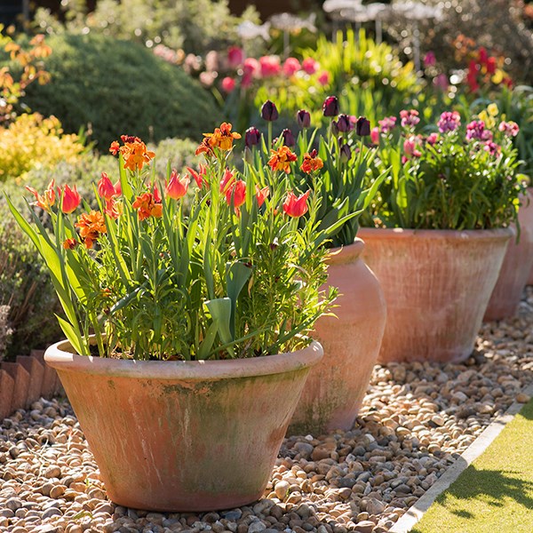 Lucca terracotta pot