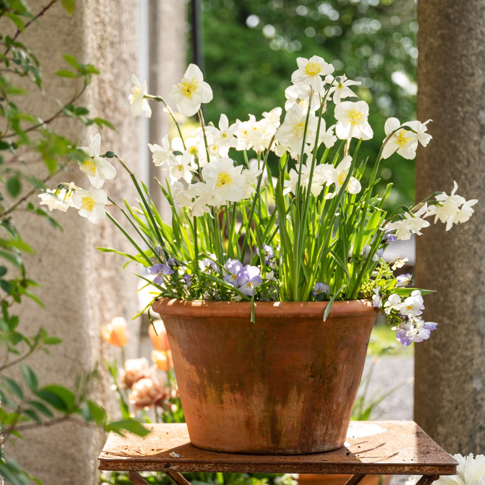 Lucca terracotta pot