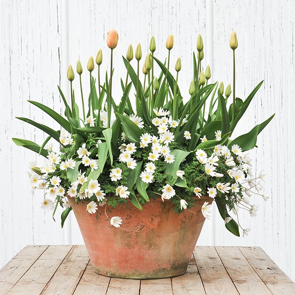 Lucca terracotta pot