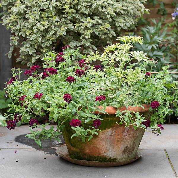 Lucca terracotta pot