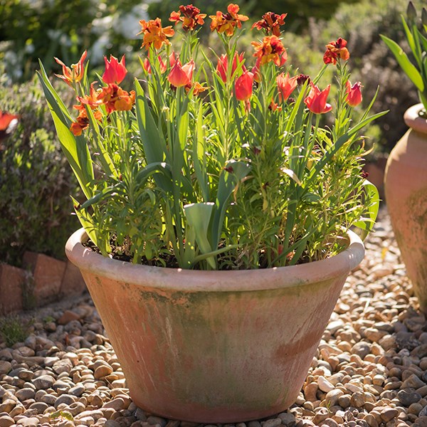Lucca terracotta pot