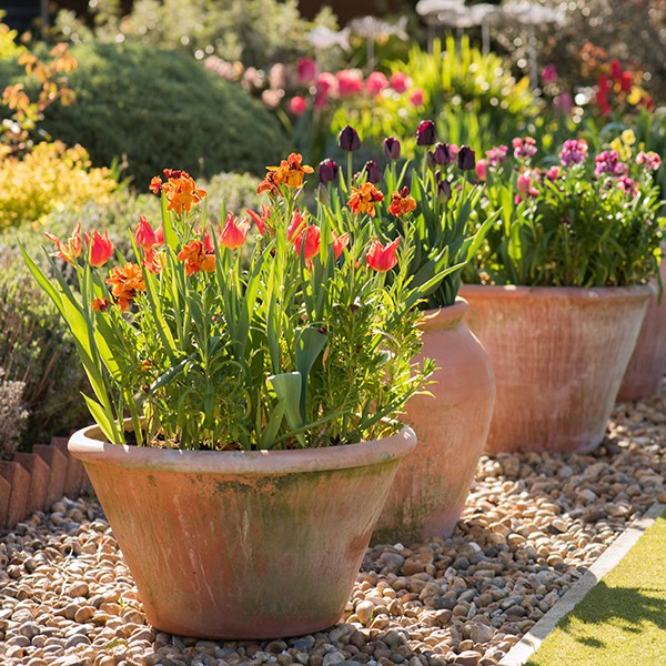 Lucca terracotta pot