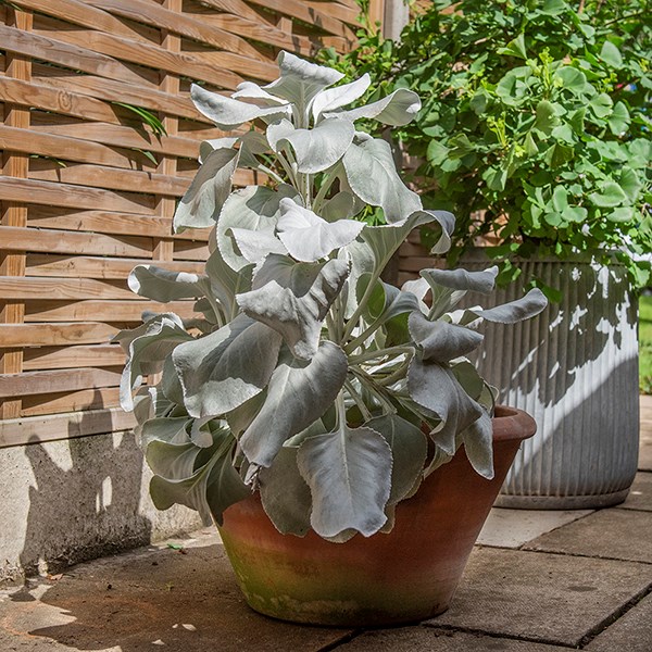 Lucca terracotta pot