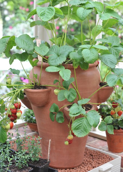 Terracotta strawberry planter