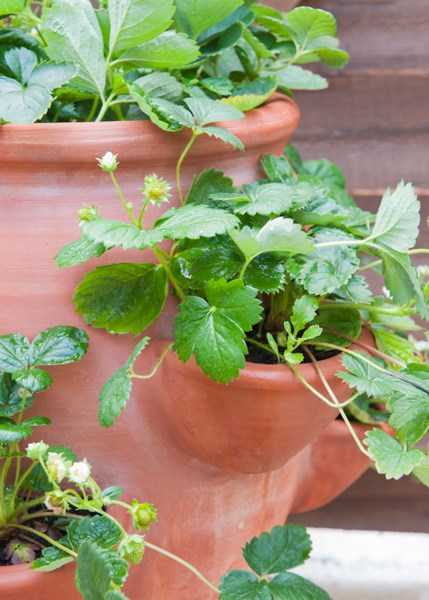 Terracotta strawberry planter