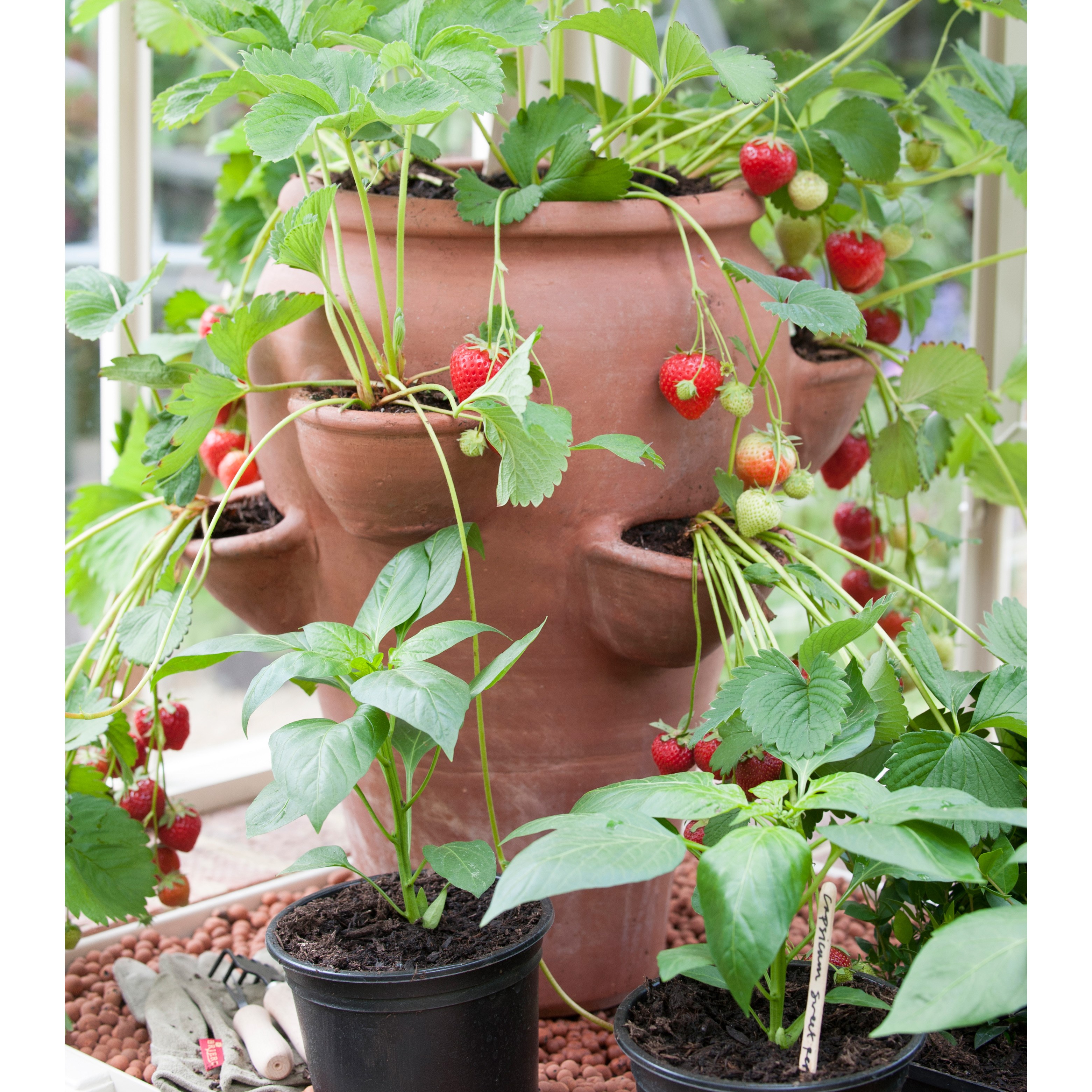 Terracotta strawberry planter