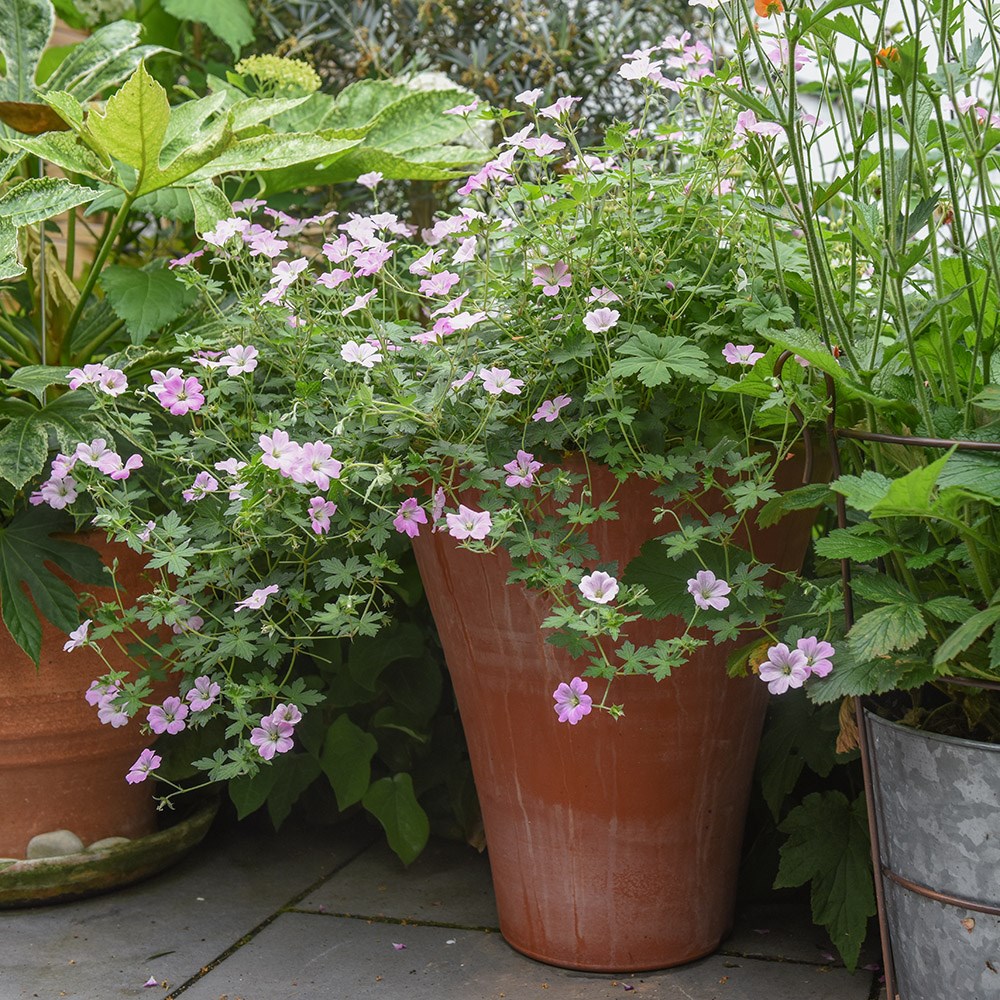 Empoli terracotta lily pot