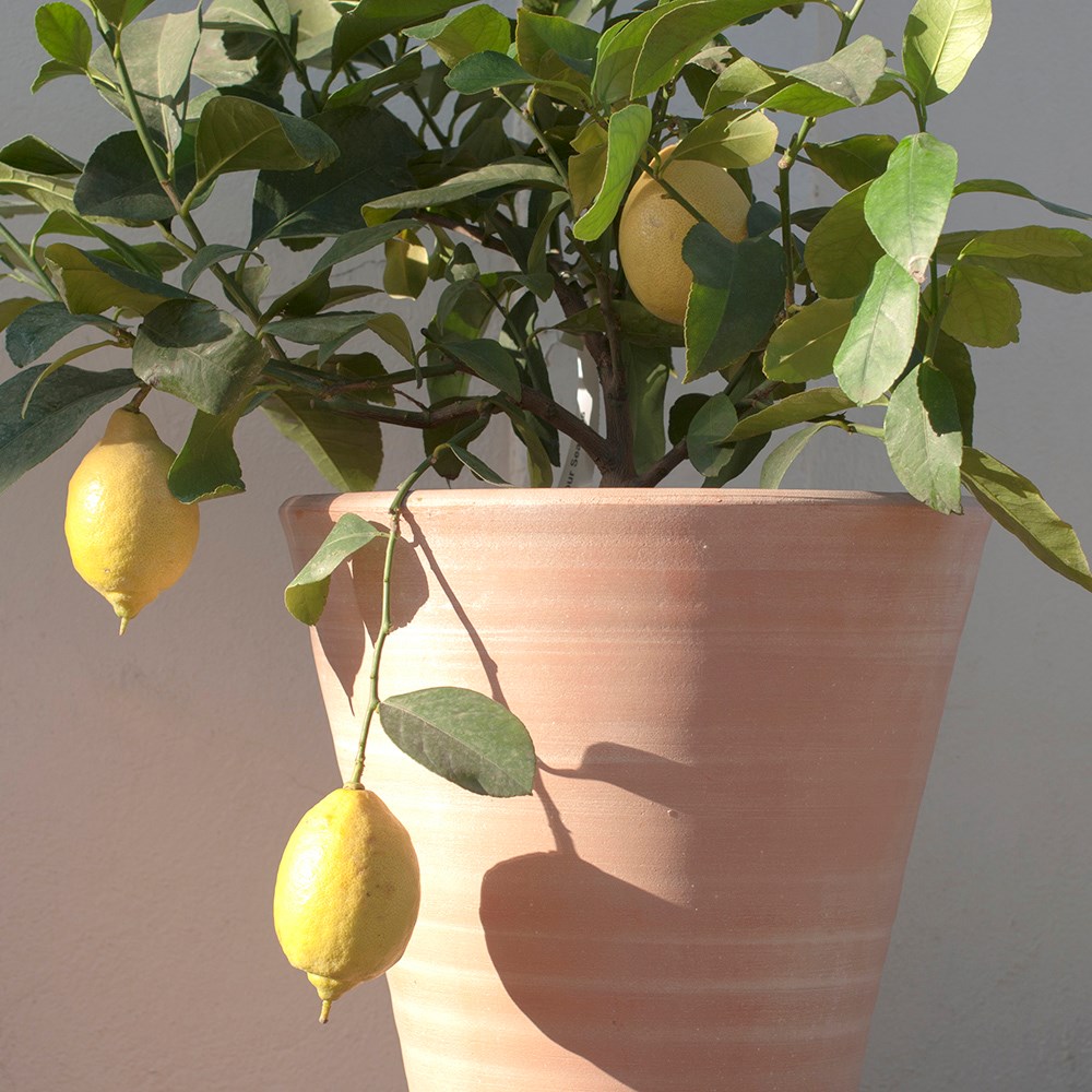 Empoli terracotta lily pot