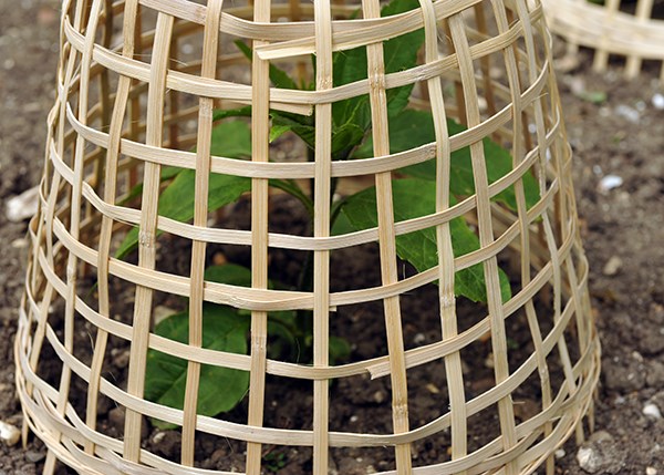 Bamboo cloche
