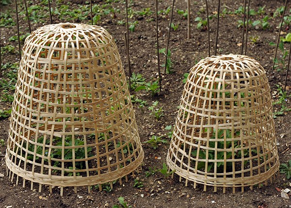Bamboo cloche