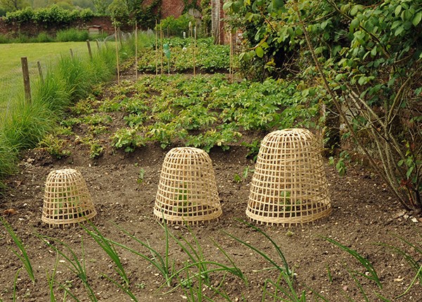 Bamboo cloche