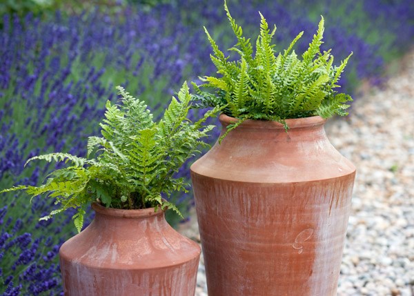 Terracotta oil pot