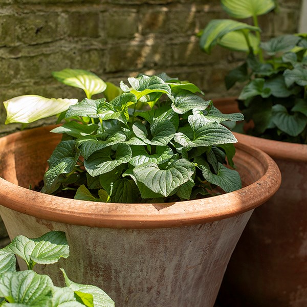 Terracotta arc pot