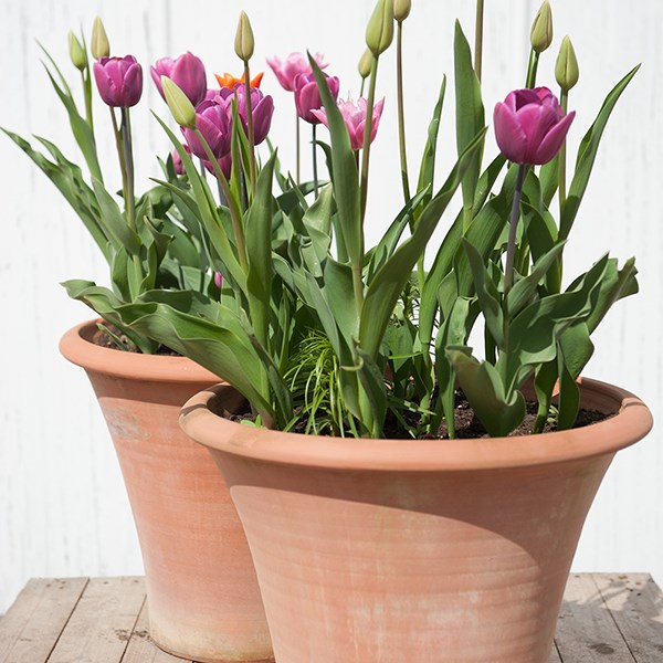 Terracotta arc pot