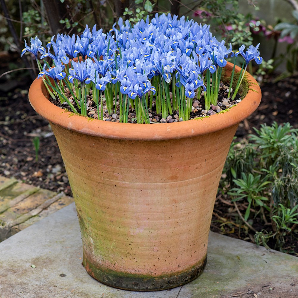 Terracotta arc pot