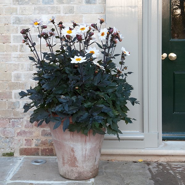 Terracotta arc pot