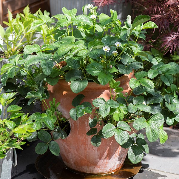 Terracotta strawberry pot